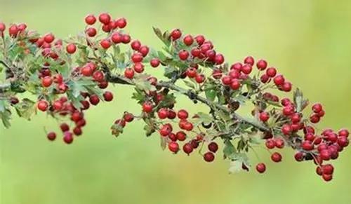 腾博汇游戏官网 - 诚信为本,专业服务!